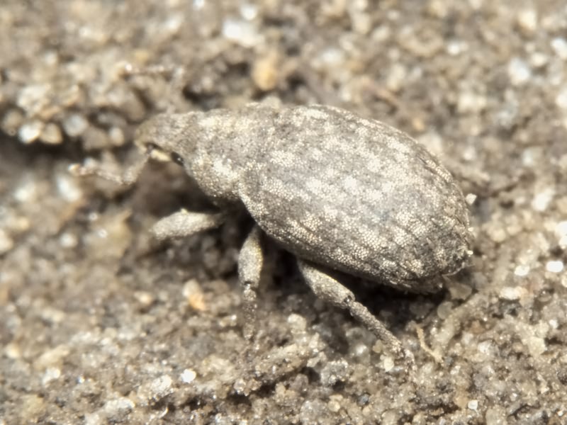 Romualdius scaber (Linnaeus, 1758)